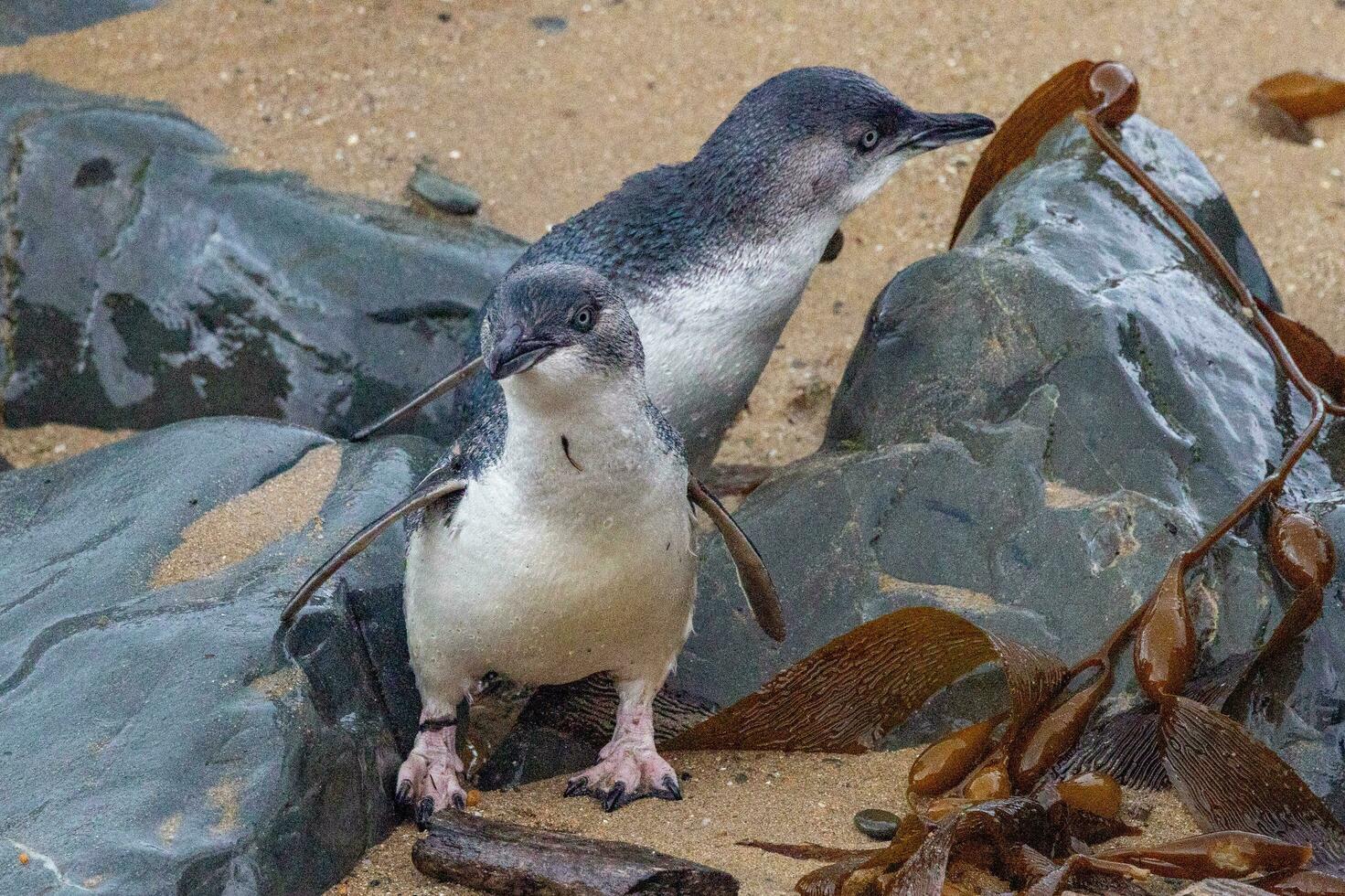 pequeño azul o hada pingüino foto