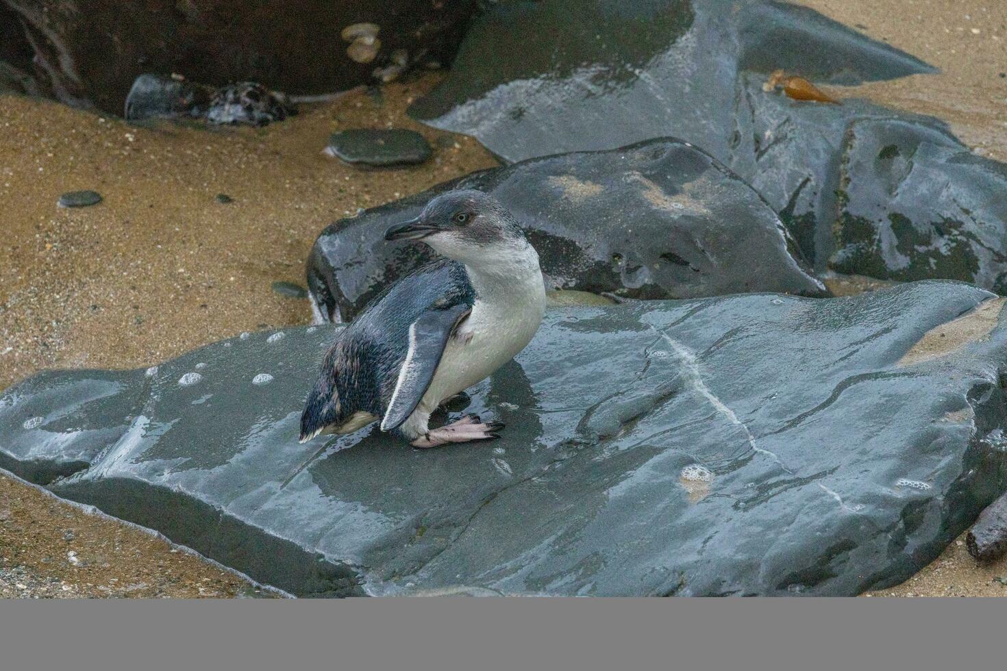 Little Blue or Fairy Penguin photo