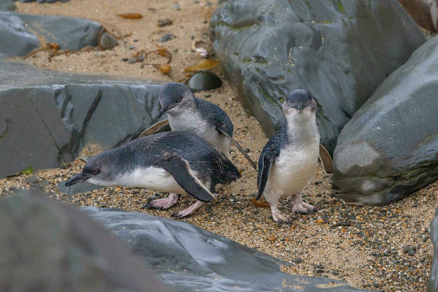 Little Blue or Fairy Penguin photo