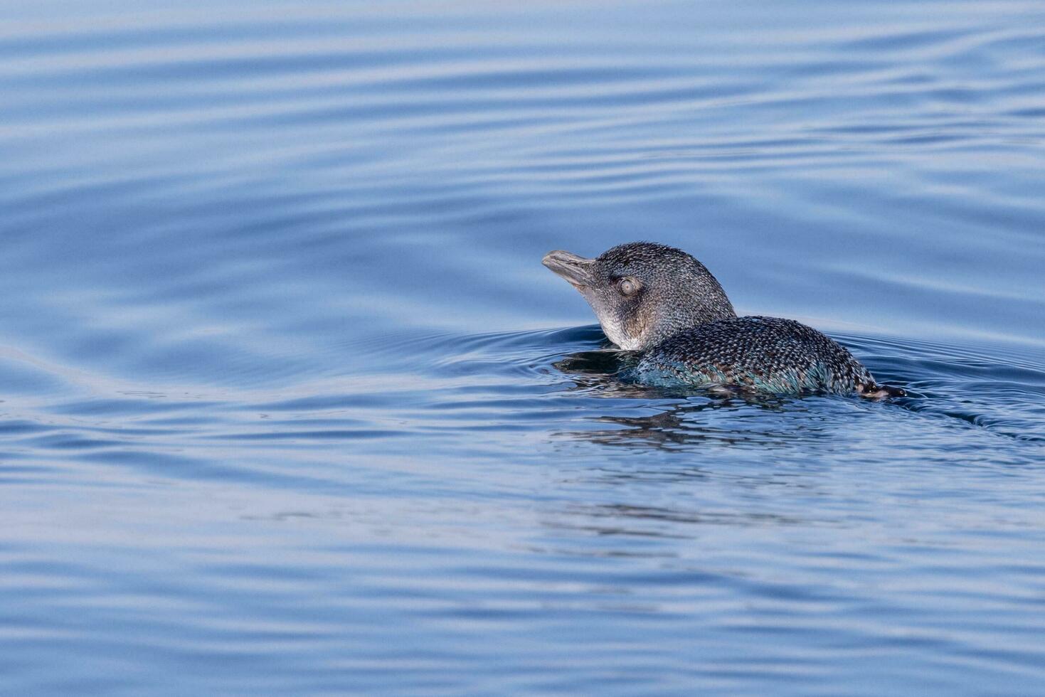 pequeño azul o hada pingüino foto