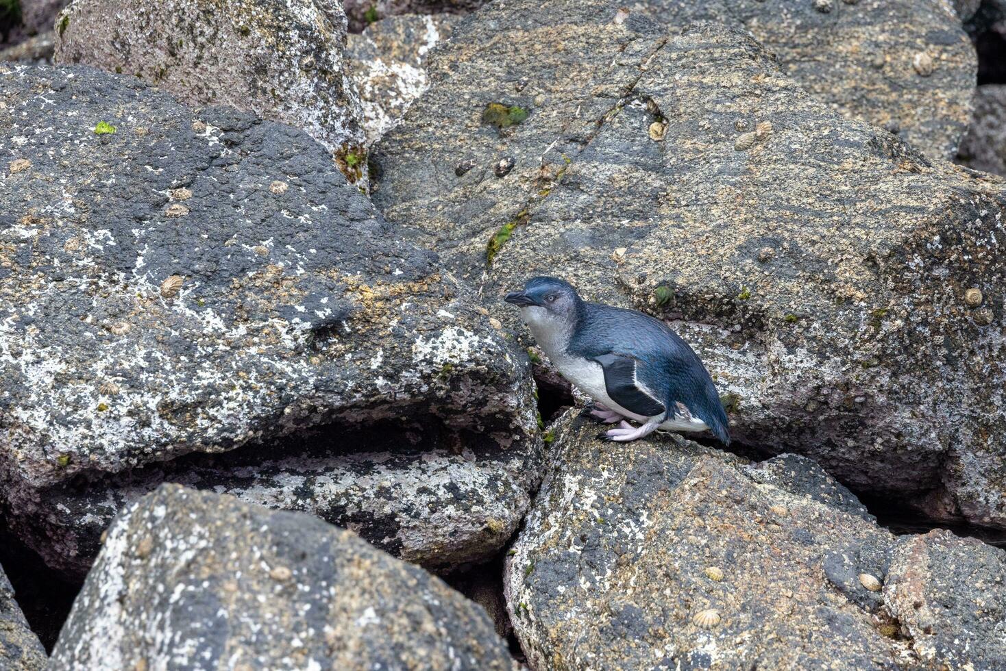 Little Blue or Fairy Penguin photo