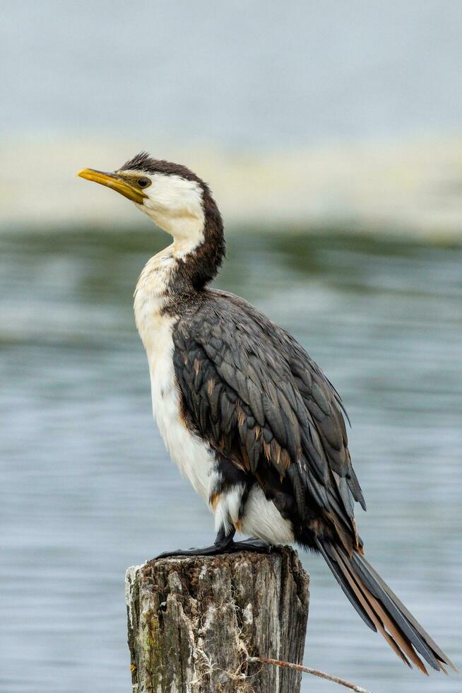 Little Pied Cormorant photo