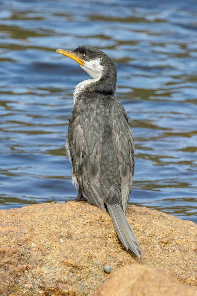 pequeño cormorán de varios colores foto