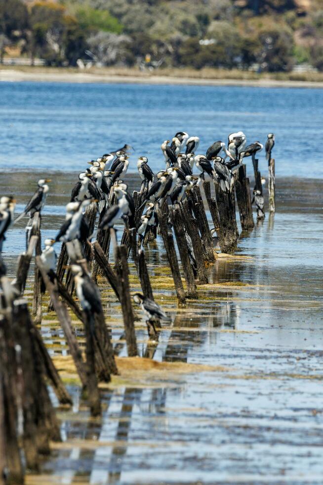 Little Pied Cormorant photo