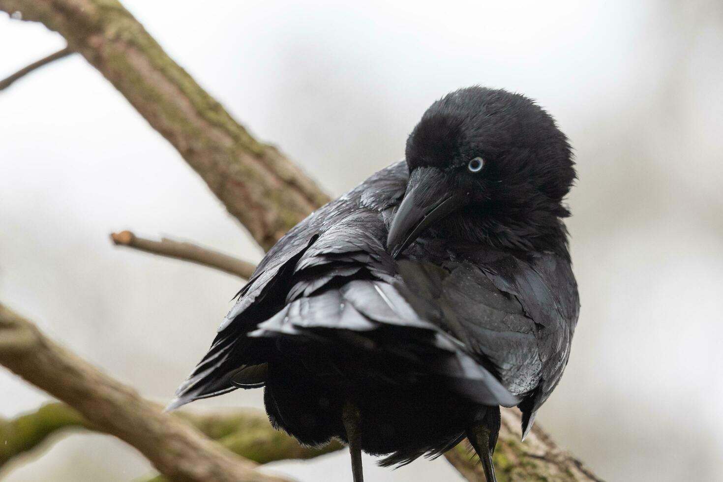 Little Raven in Australia photo