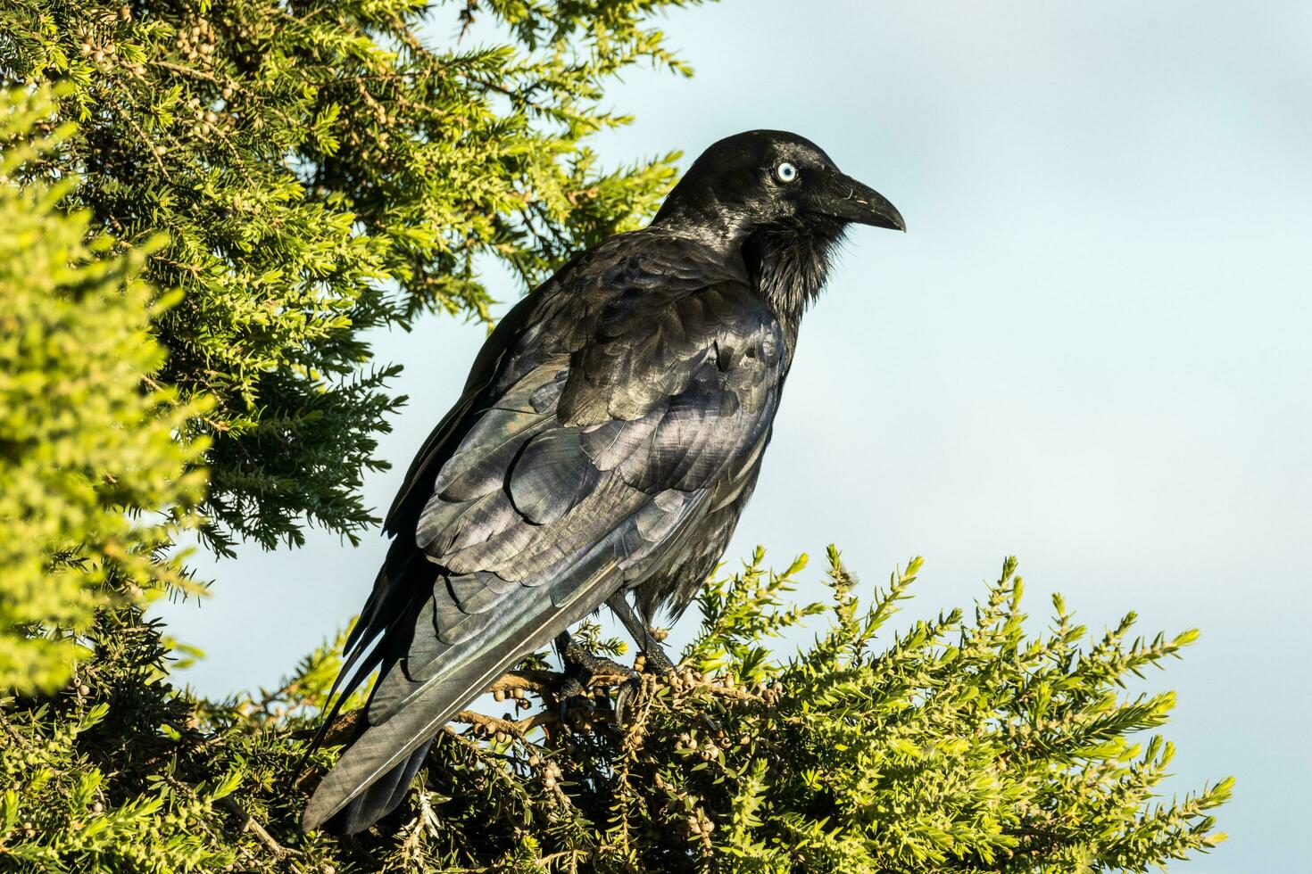 Little Raven in Australia photo