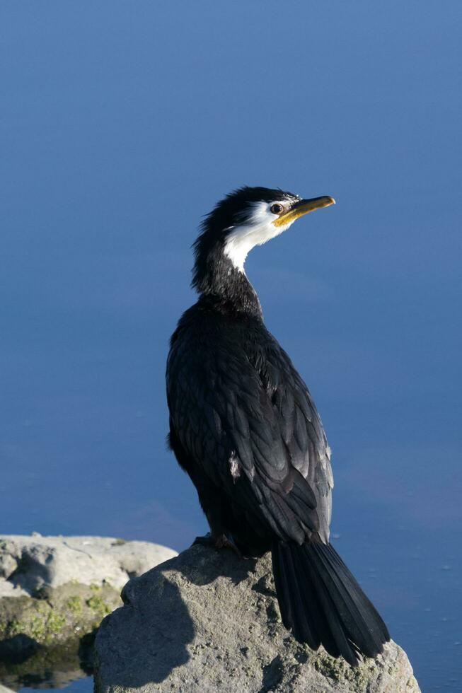 Little Shag in New Zealand photo