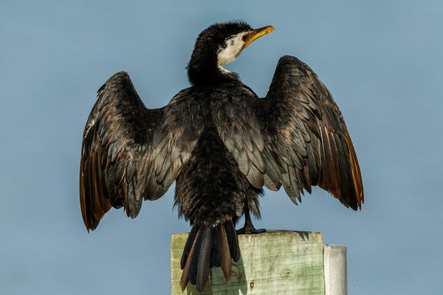 Little Shag in New Zealand photo