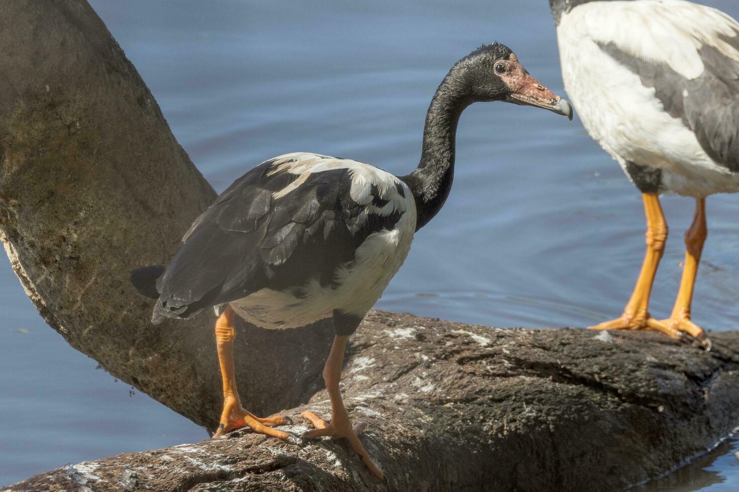 Magpie Goose of Australia photo