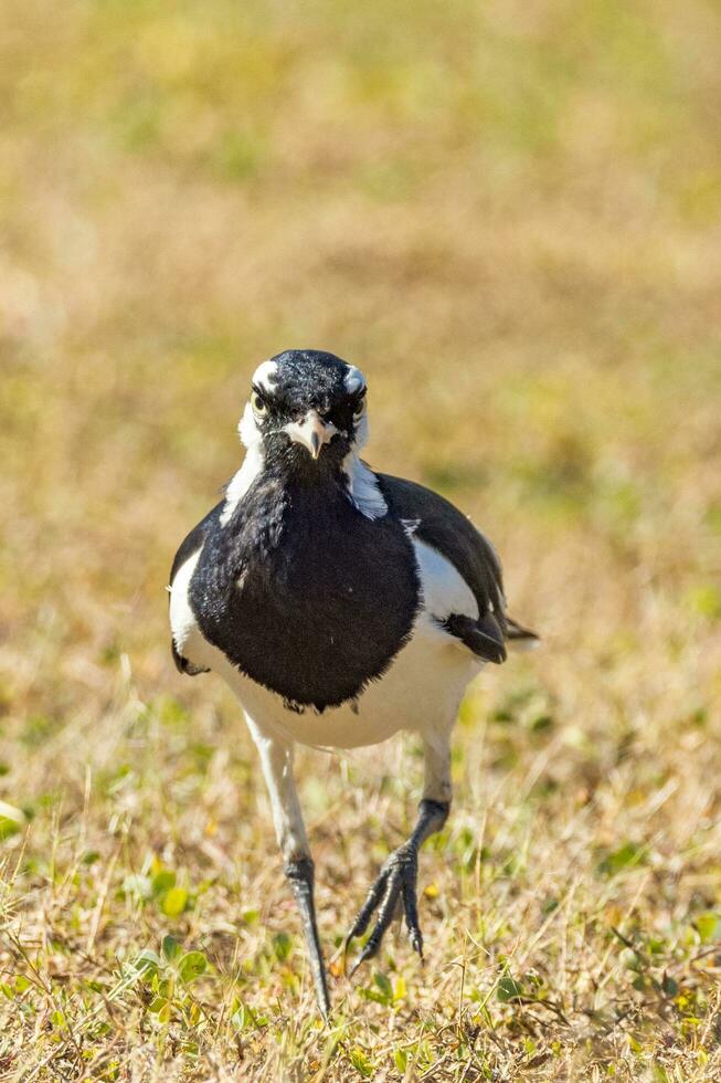 Magpie Lark in Australia photo