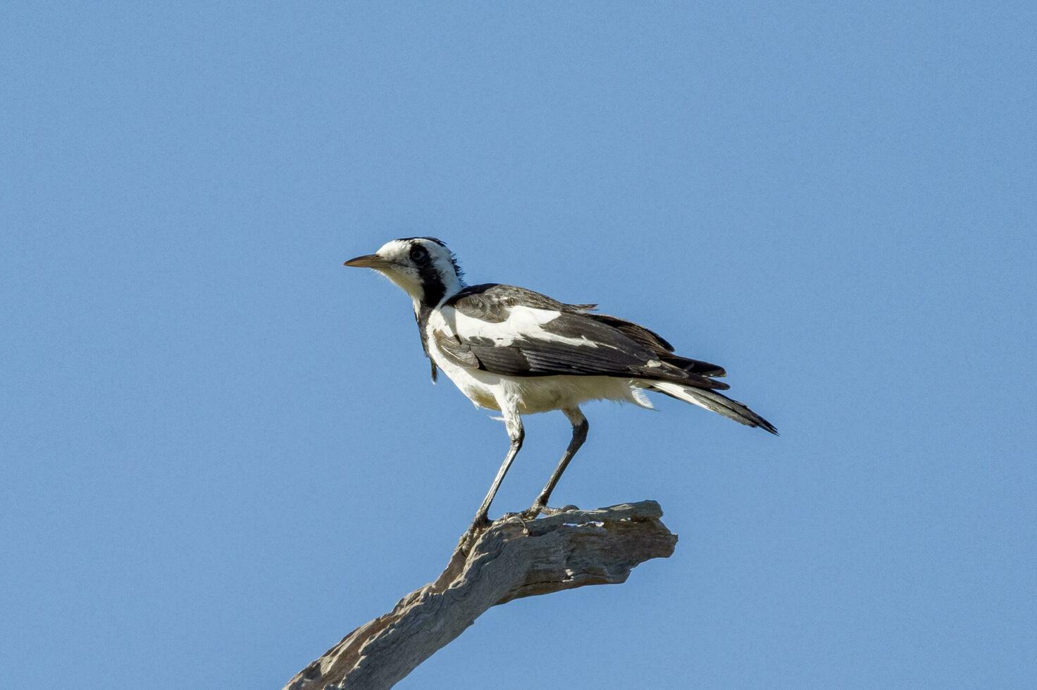 Magpie Lark in Australia photo