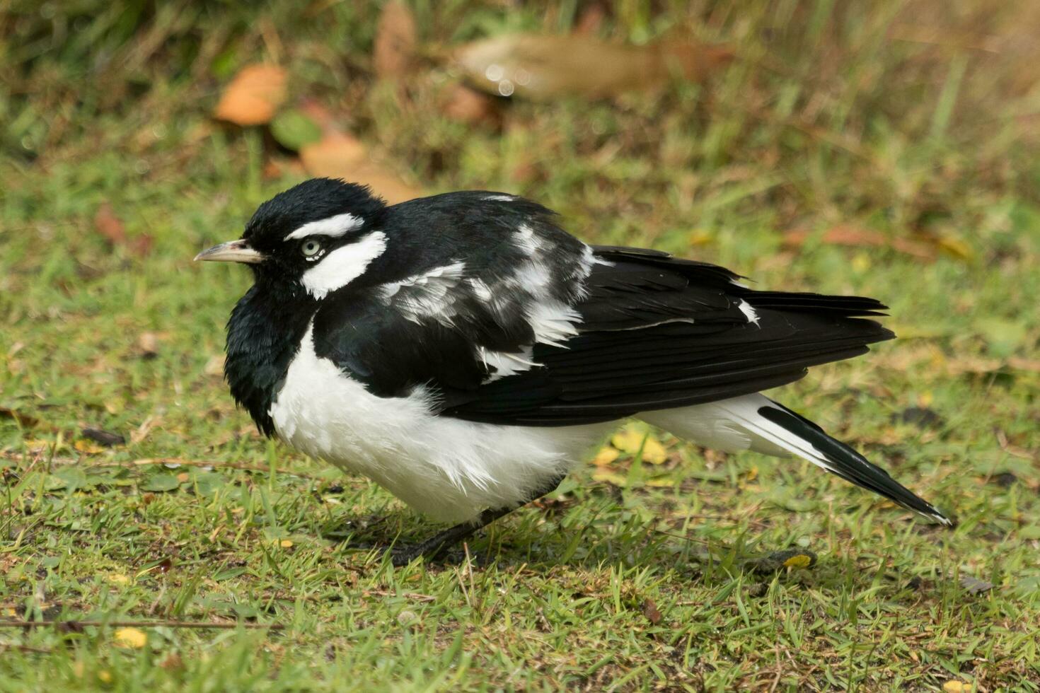 Magpie Lark in Australia photo