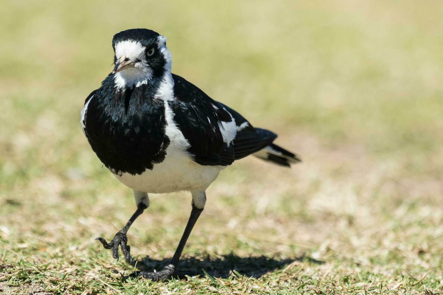 Magpie Lark in Australia photo