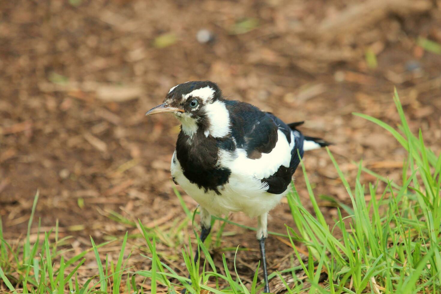 urraca alondra en Australia foto