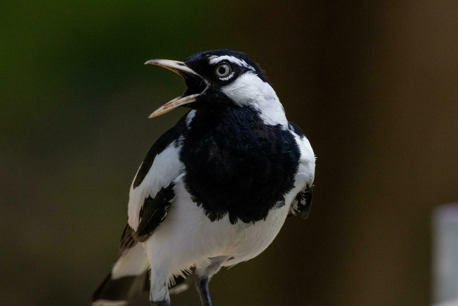 Magpie Lark in Australia photo