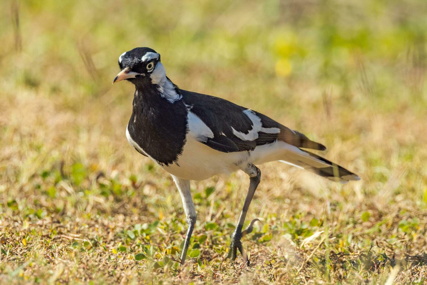 Magpie Lark in Australia photo