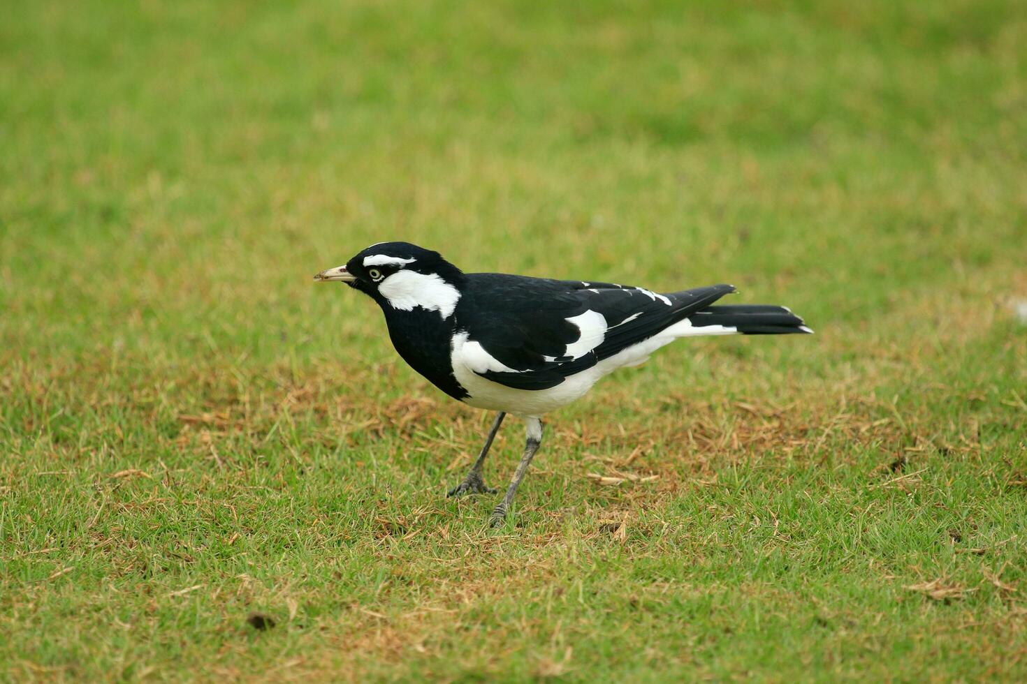 Magpie Lark in Australia photo