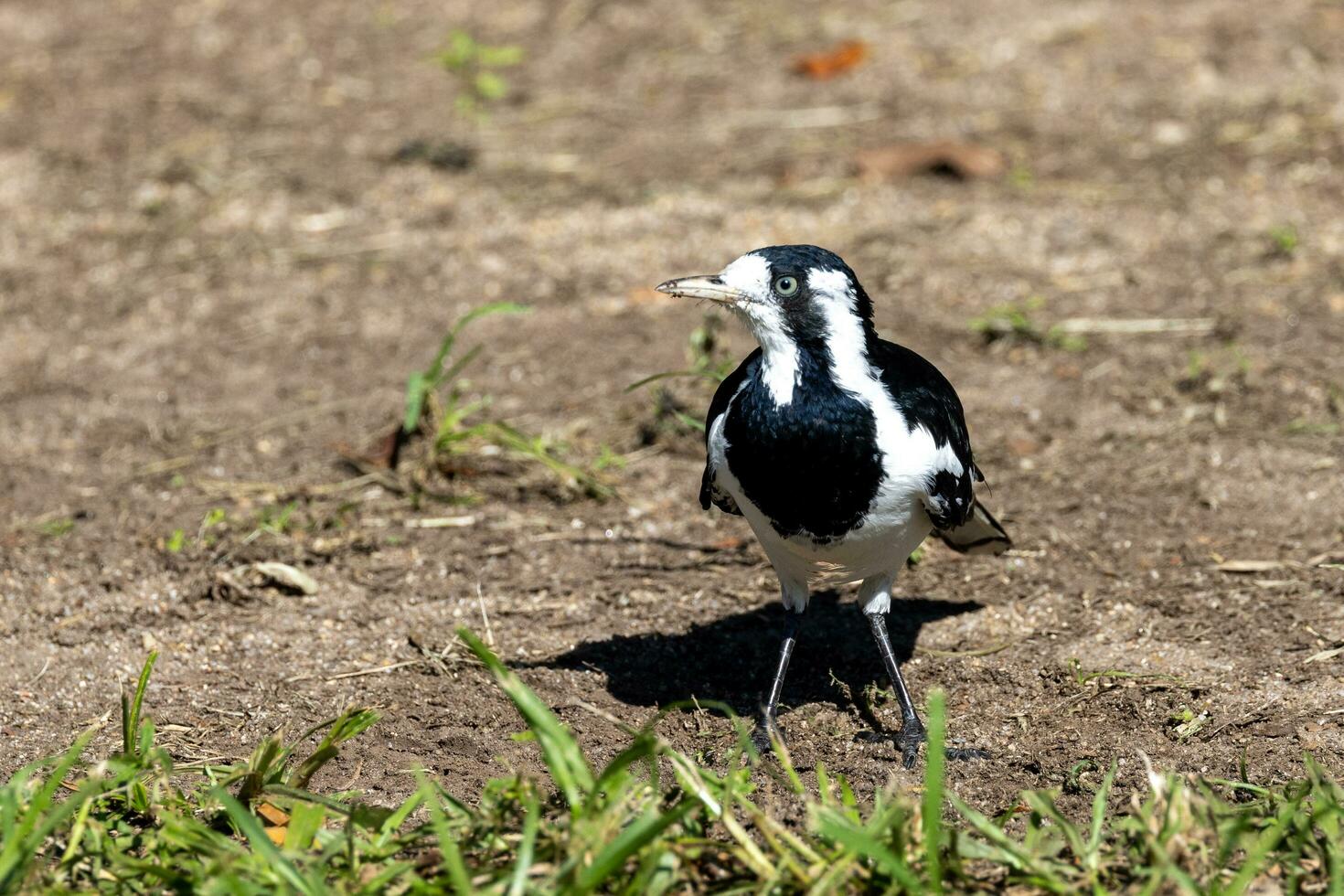 Magpie Lark in Australia photo