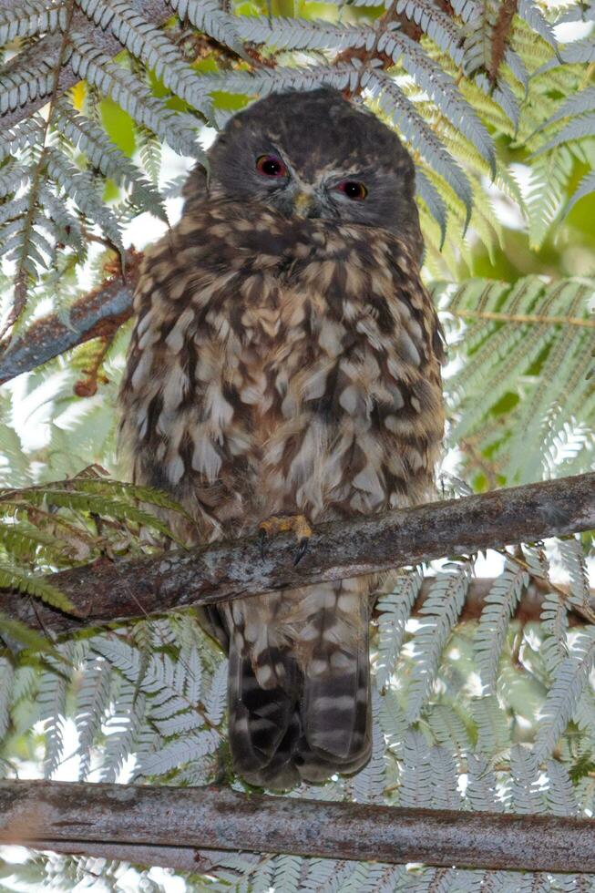 Ruru Morepork Owl of New Zealand photo
