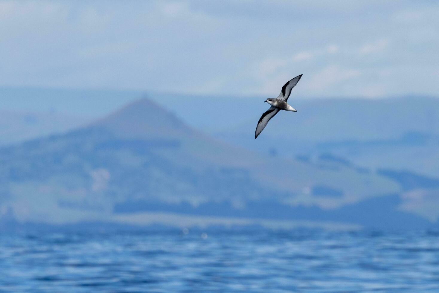 Mottled Petrel in New Zealand photo