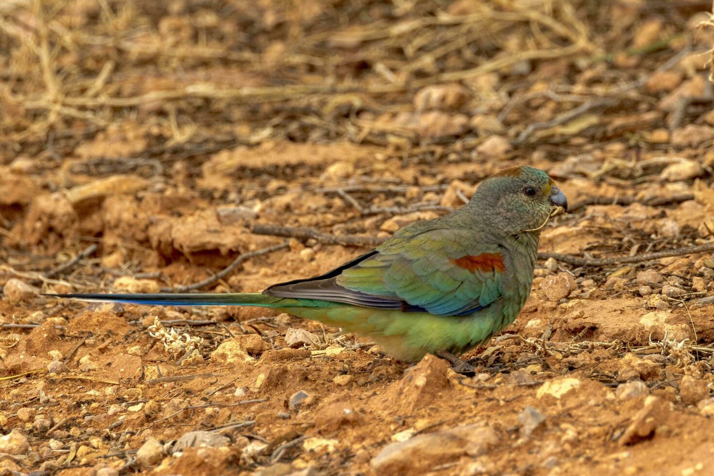 Mulga Parrot in Australia photo