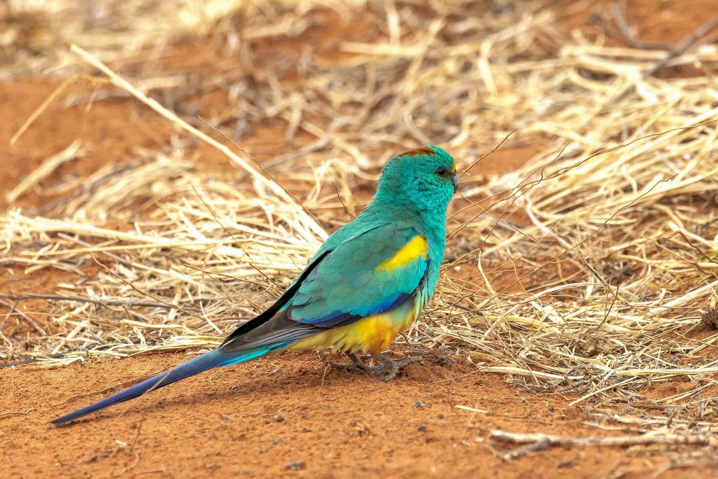 Mulga Parrot in Australia photo