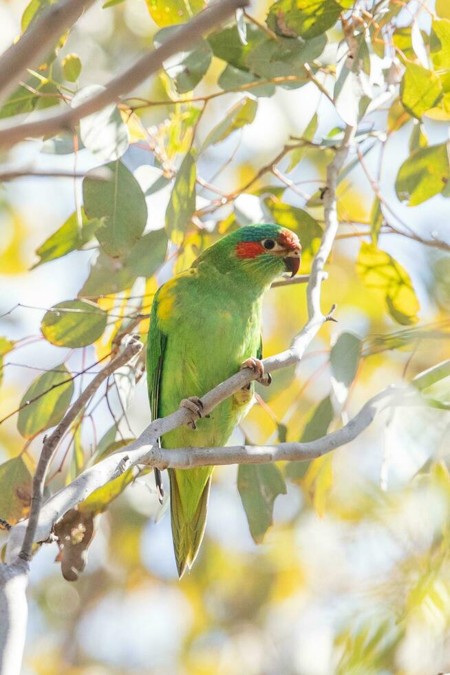 Musk Lorikeet in Australia photo