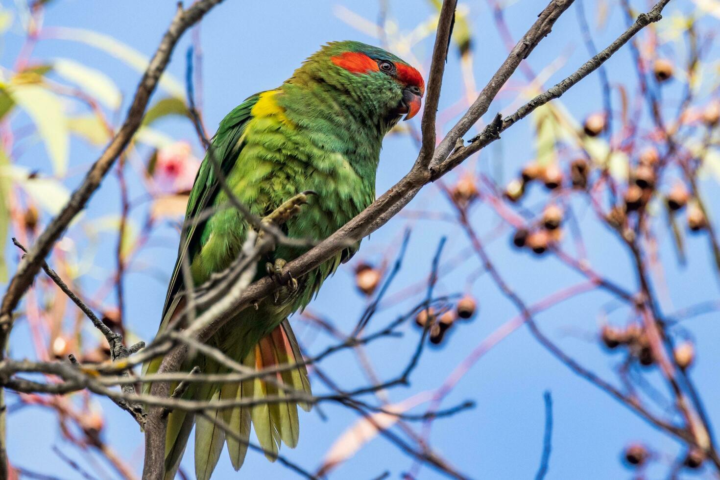 Musk Lorikeet in Australia photo