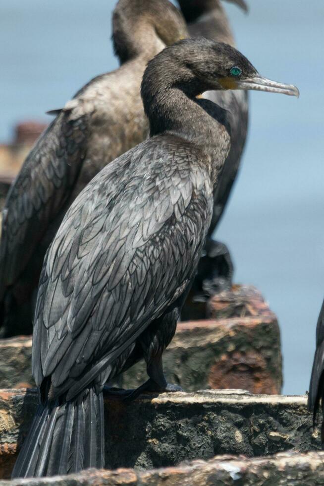 neotrópico cormorán en Estados Unidos foto