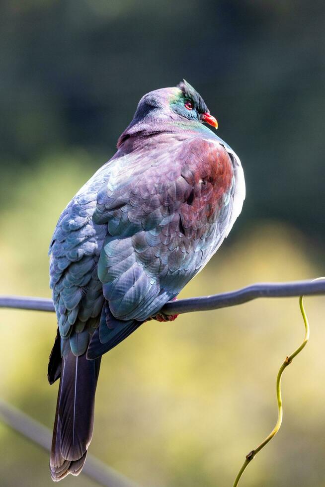 Kereru nuevo Zelanda Paloma foto