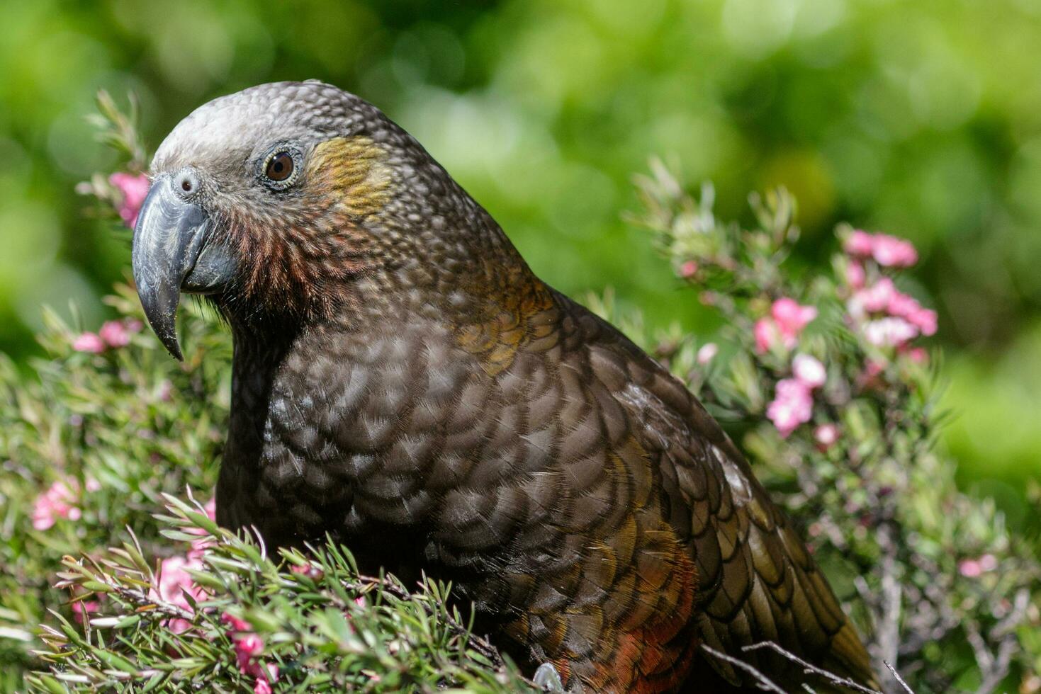 North Island Kaka Parrot photo