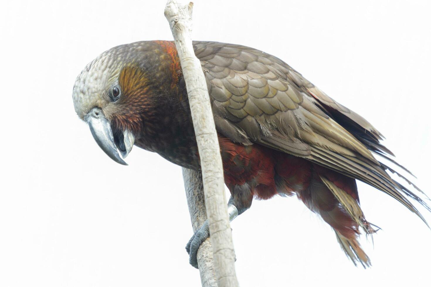 North Island Kaka Parrot photo