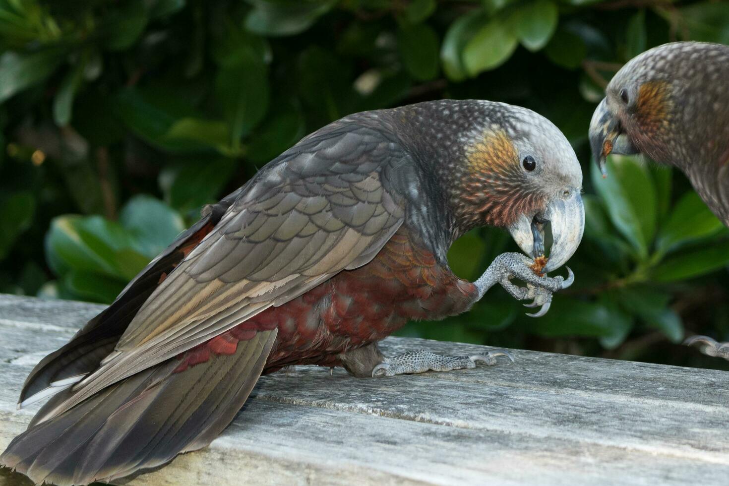 North Island Kaka Parrot photo