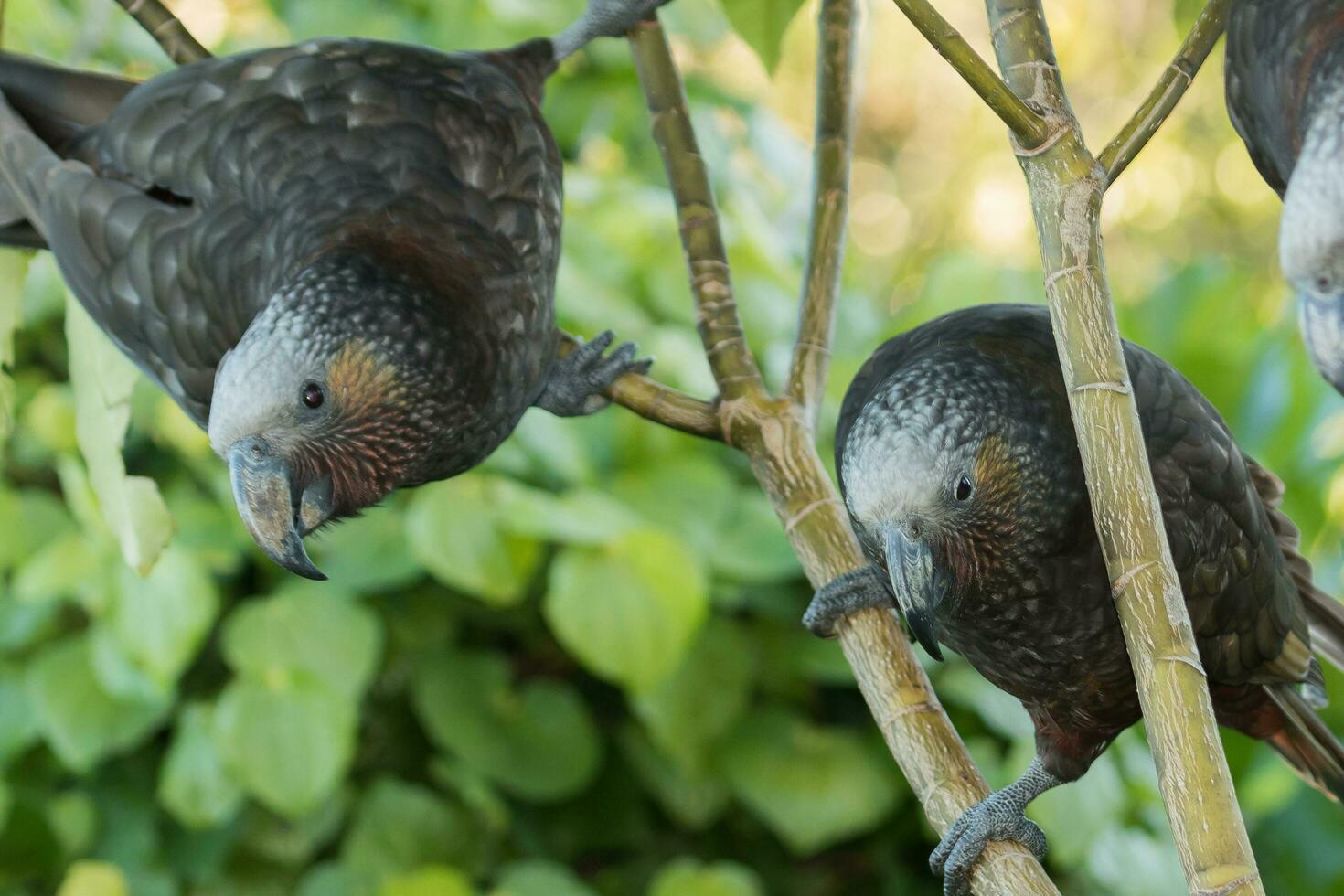 North Island Kaka Parrot photo