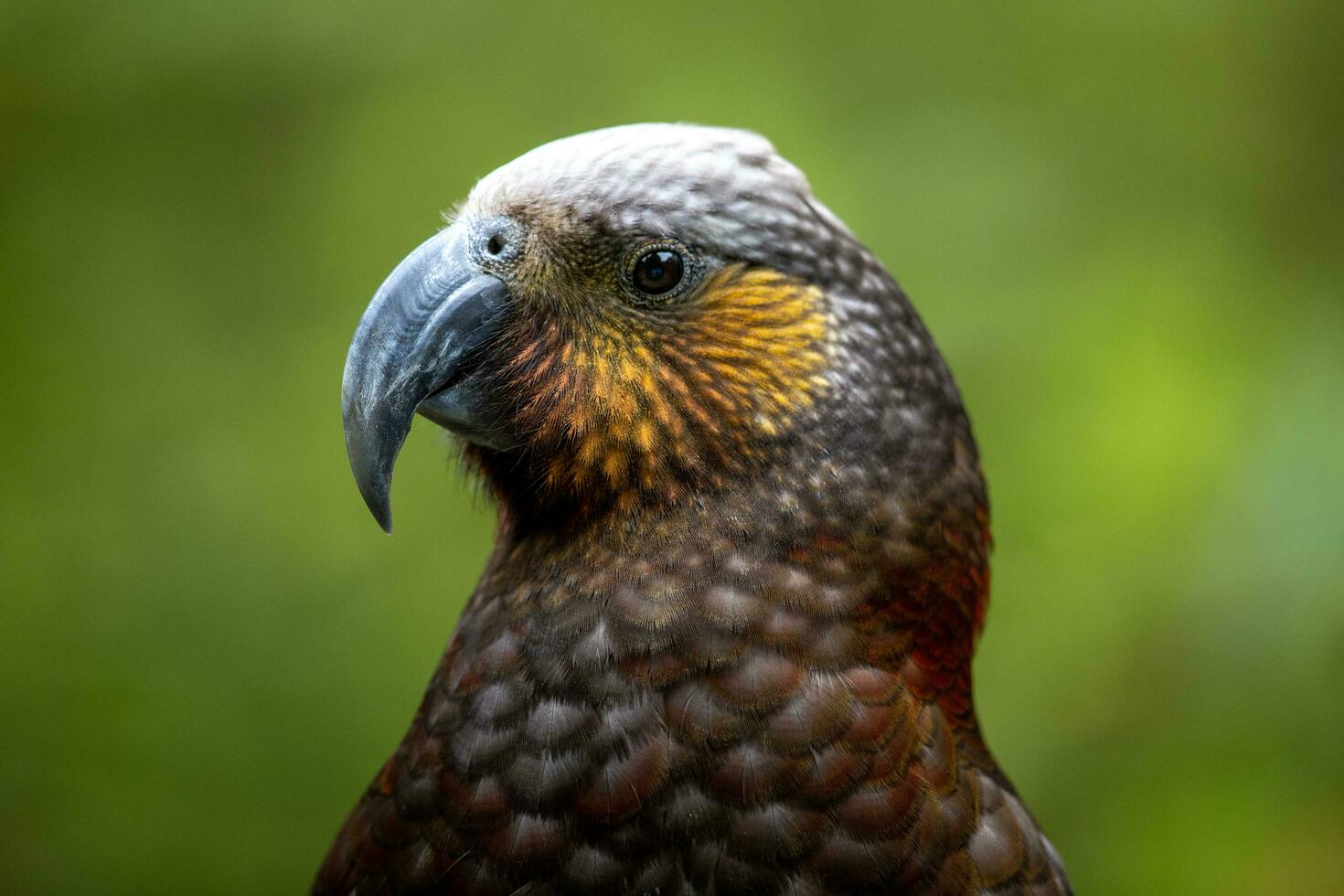 North Island Kaka Parrot photo