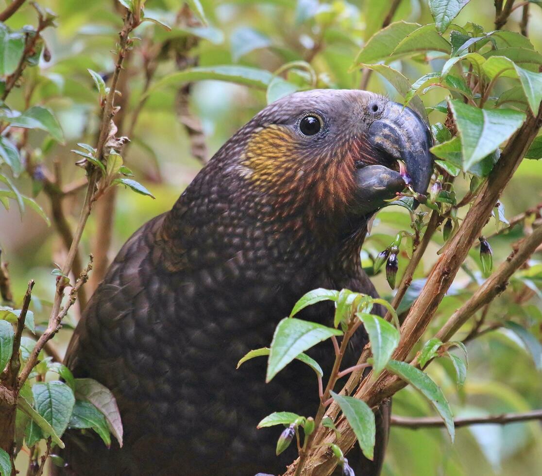 North Island Kaka Parrot photo