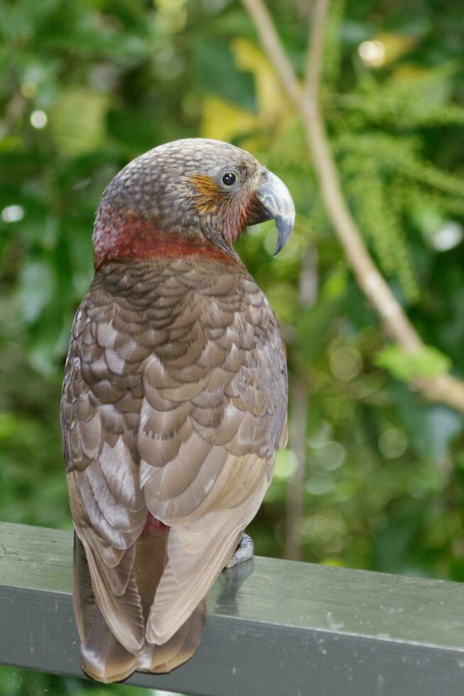 North Island Kaka Parrot photo