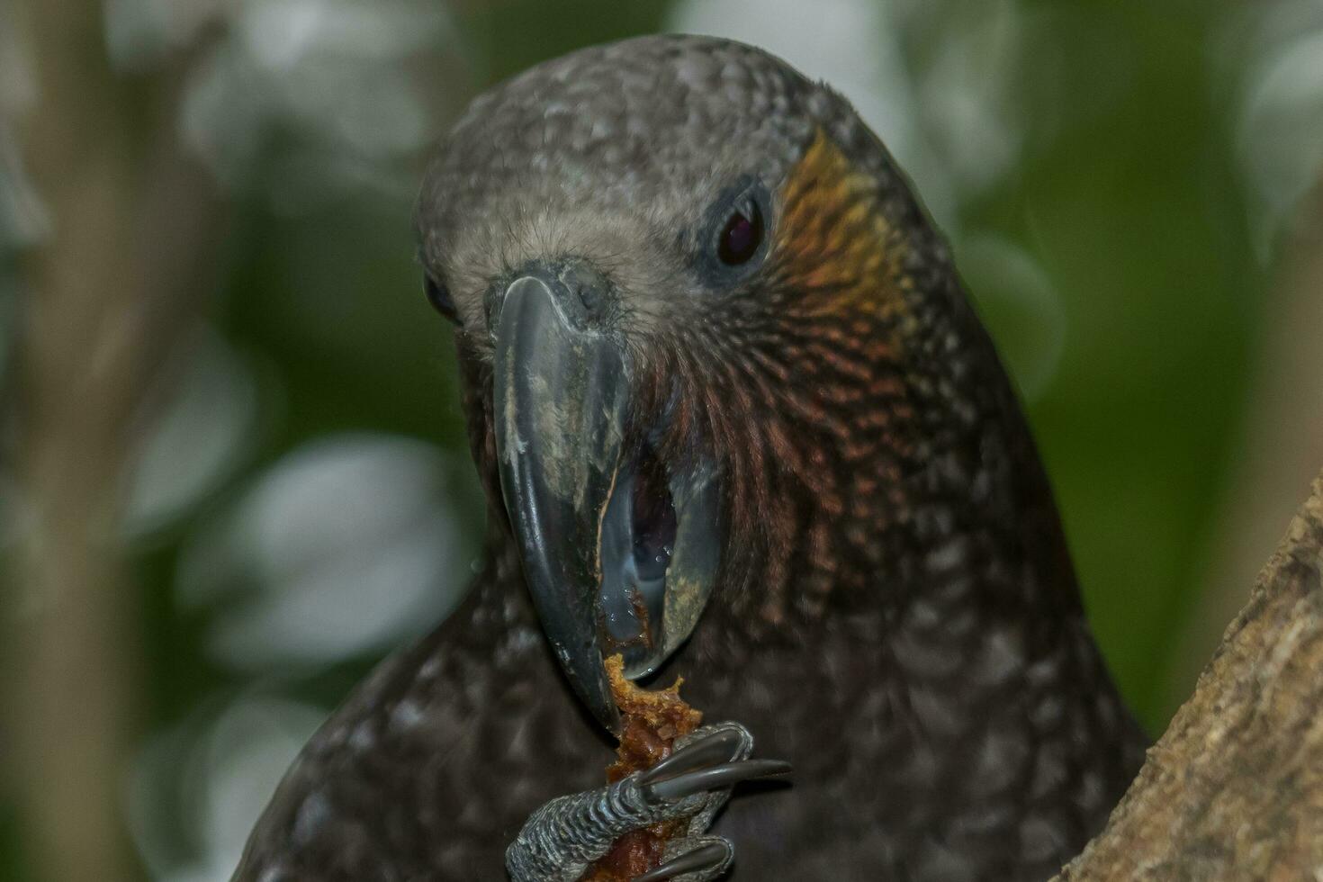 North Island Kaka Parrot photo