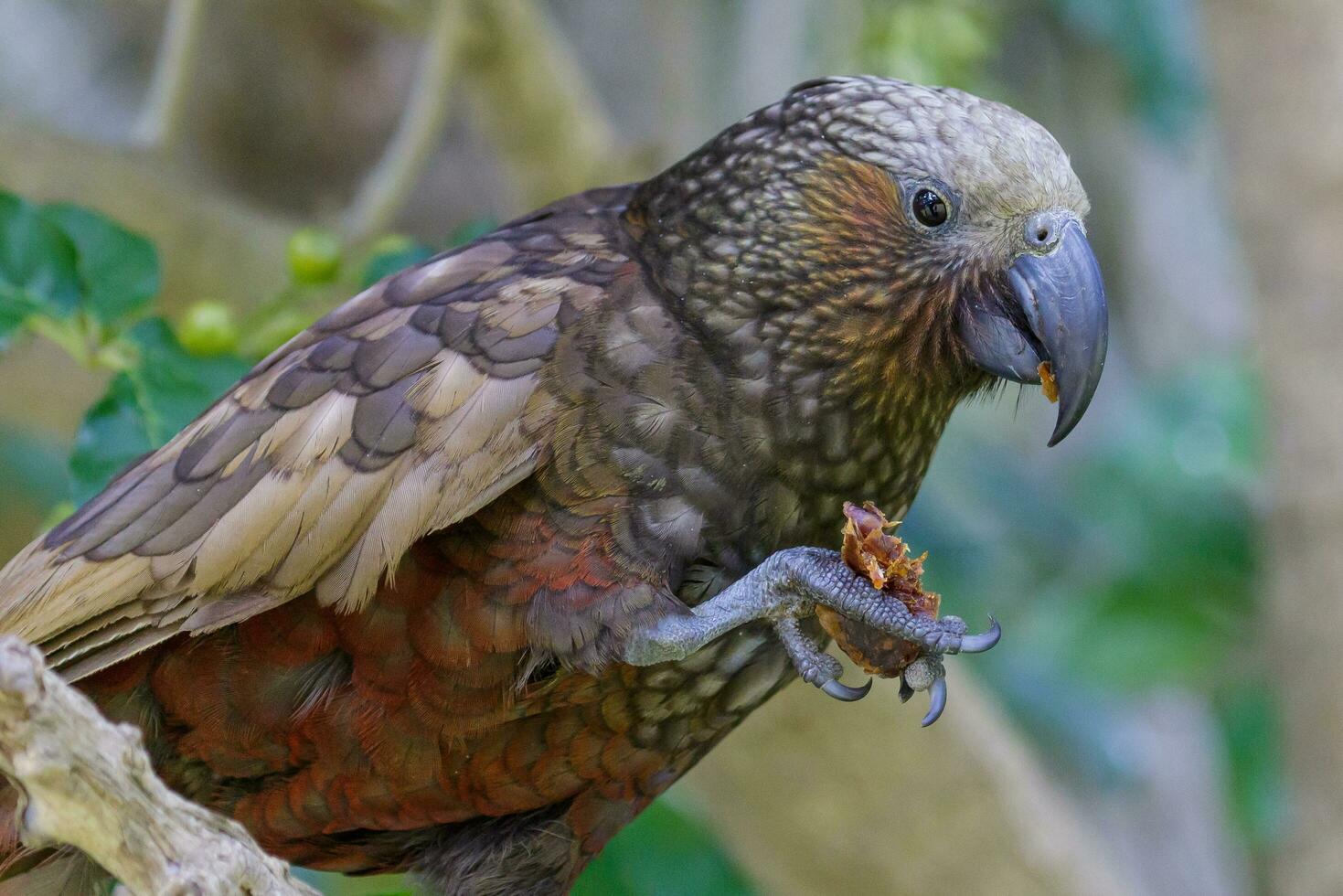 North Island Kaka Parrot photo