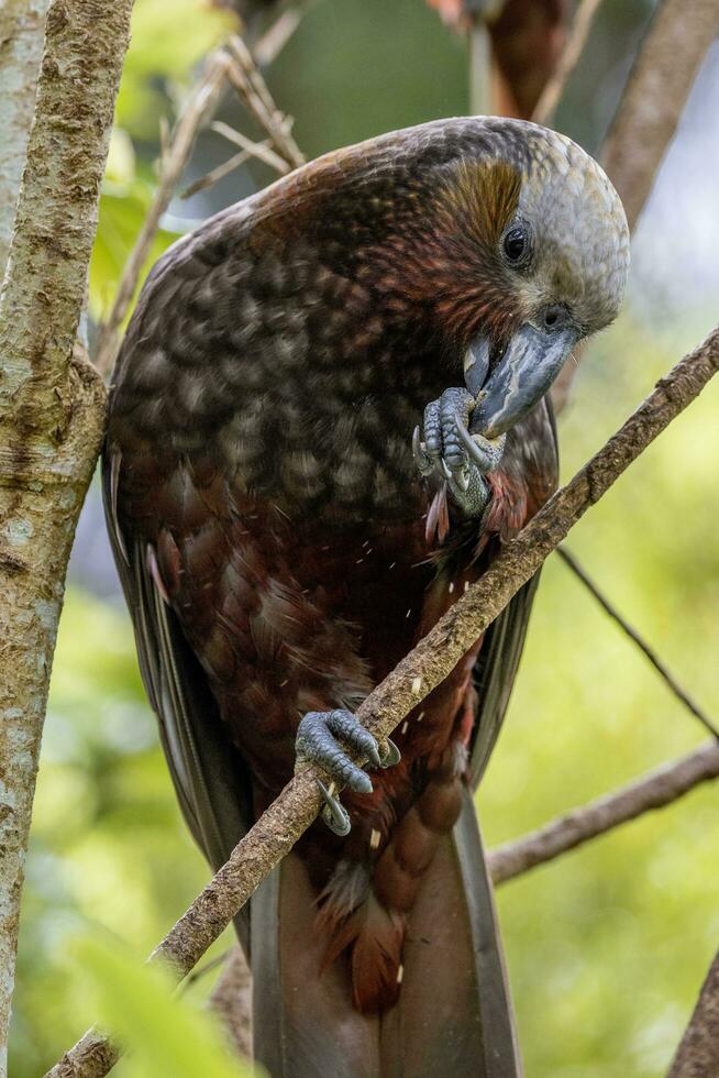 North Island Kaka Parrot photo