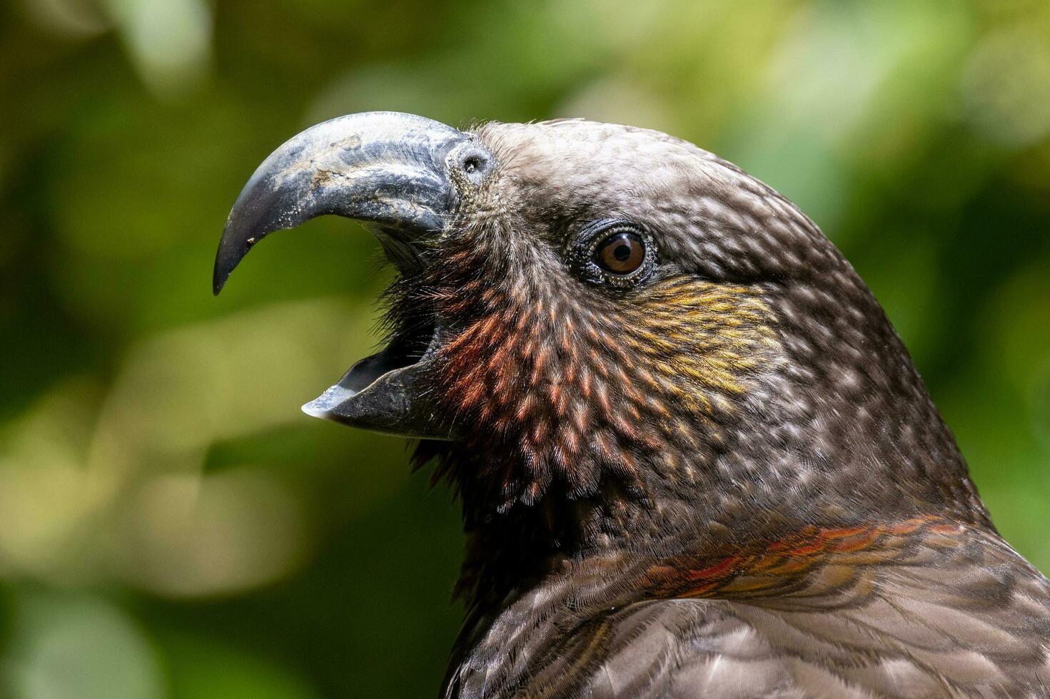 North Island Kaka Parrot photo