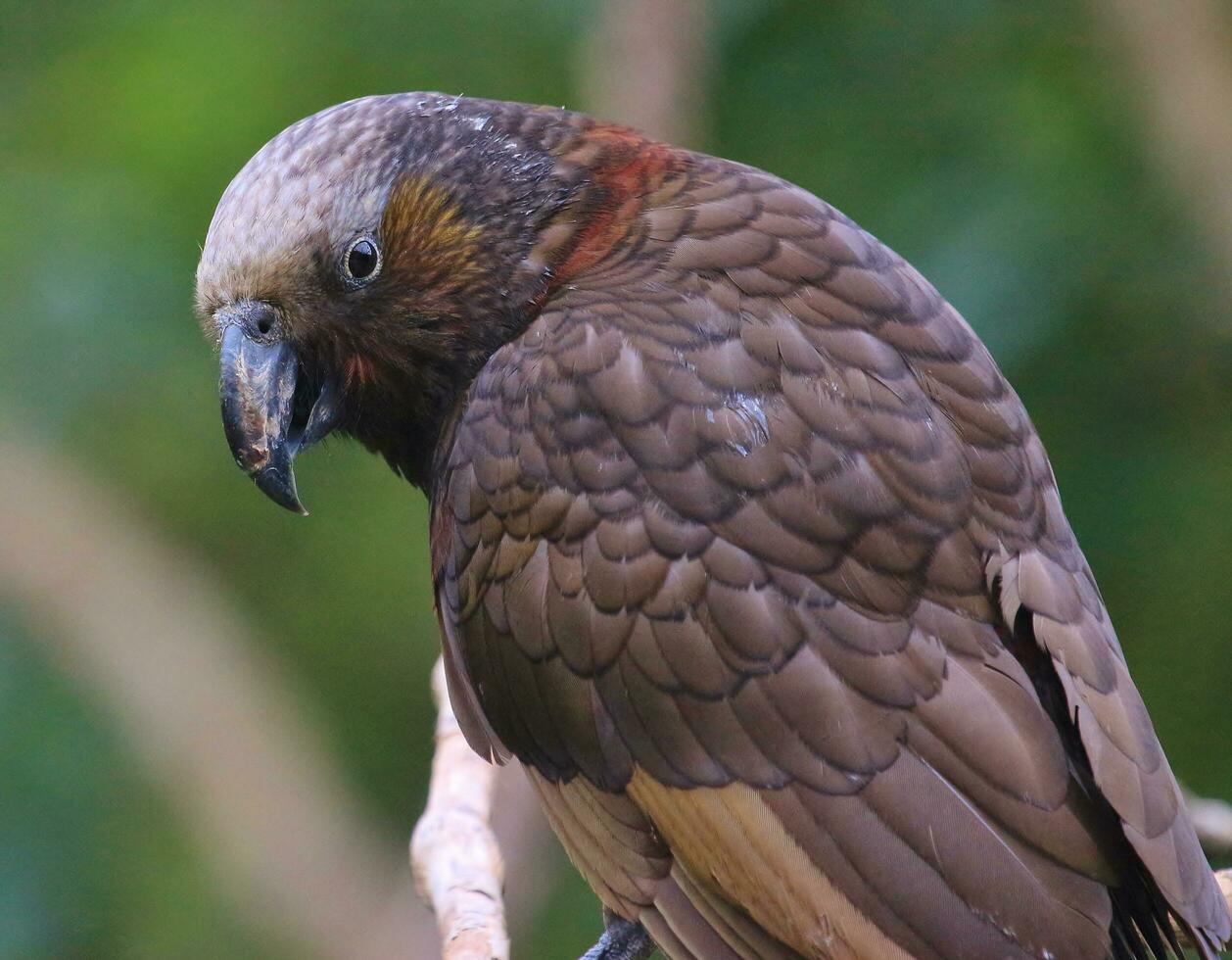 North Island Kaka Parrot photo