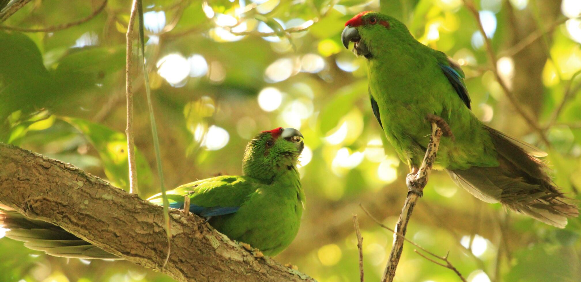 Norfolk Island Green Parrot photo