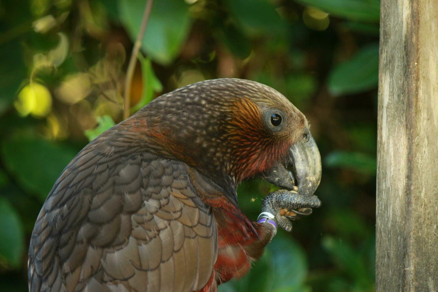 North Island Kaka Parrot photo