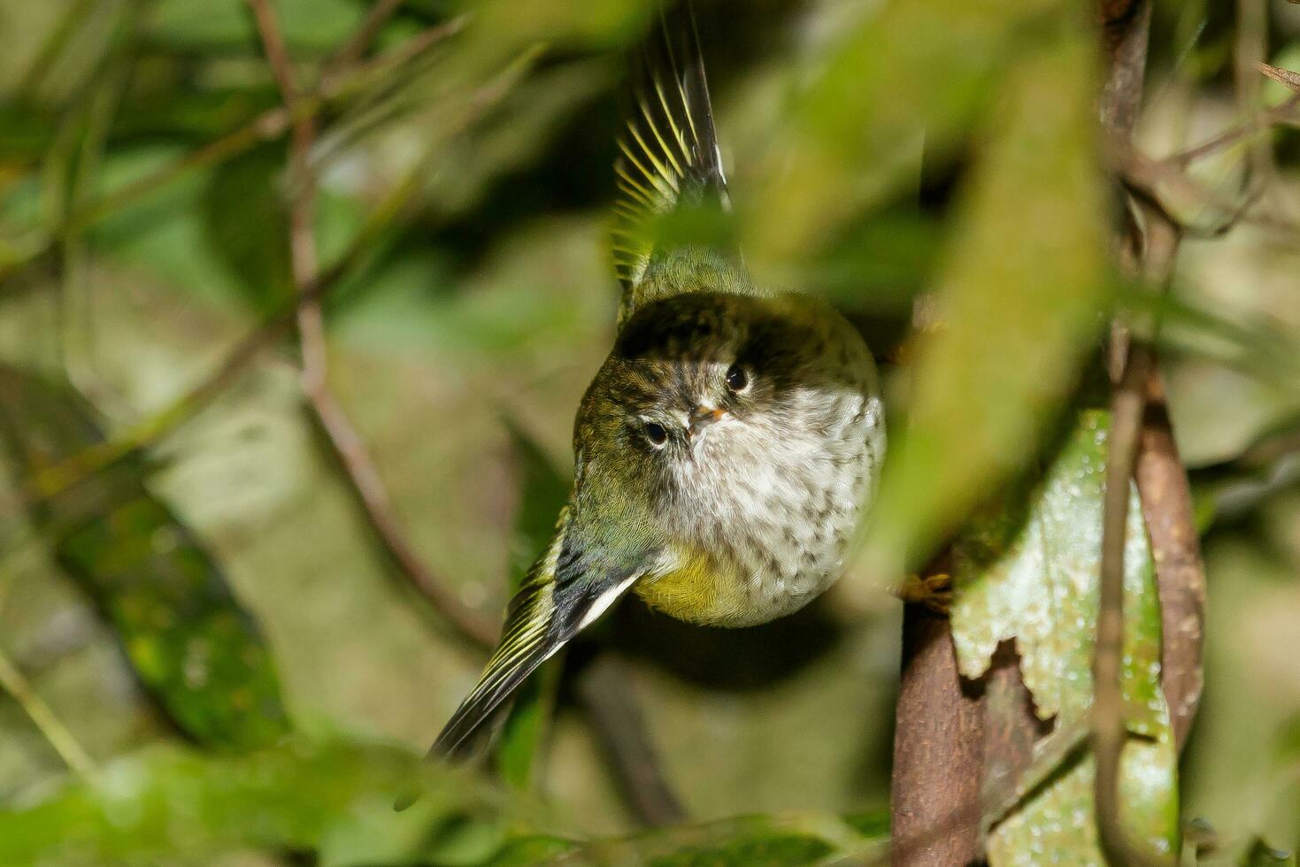 North Island Rifleman photo