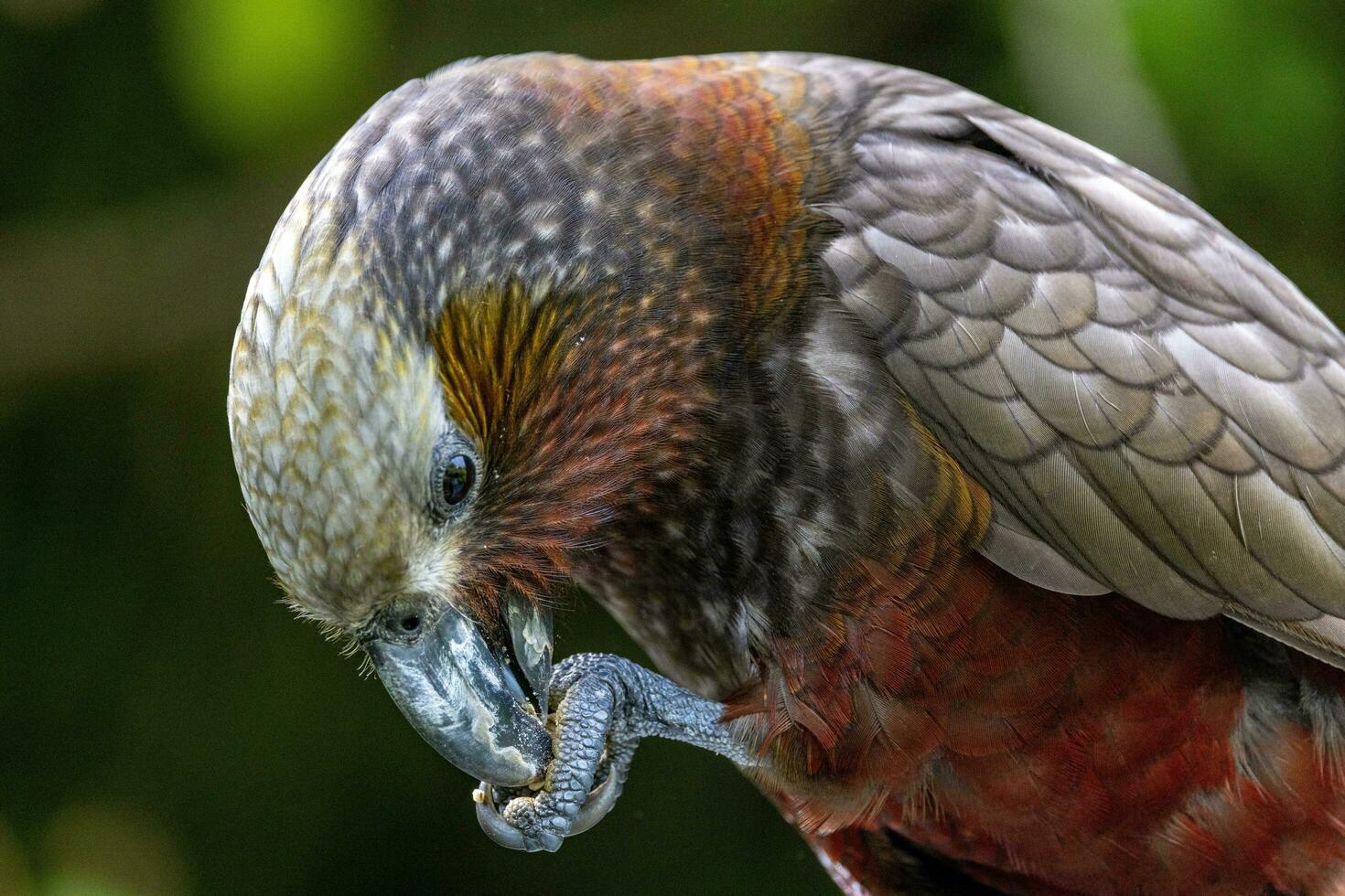 North Island Kaka Parrot photo