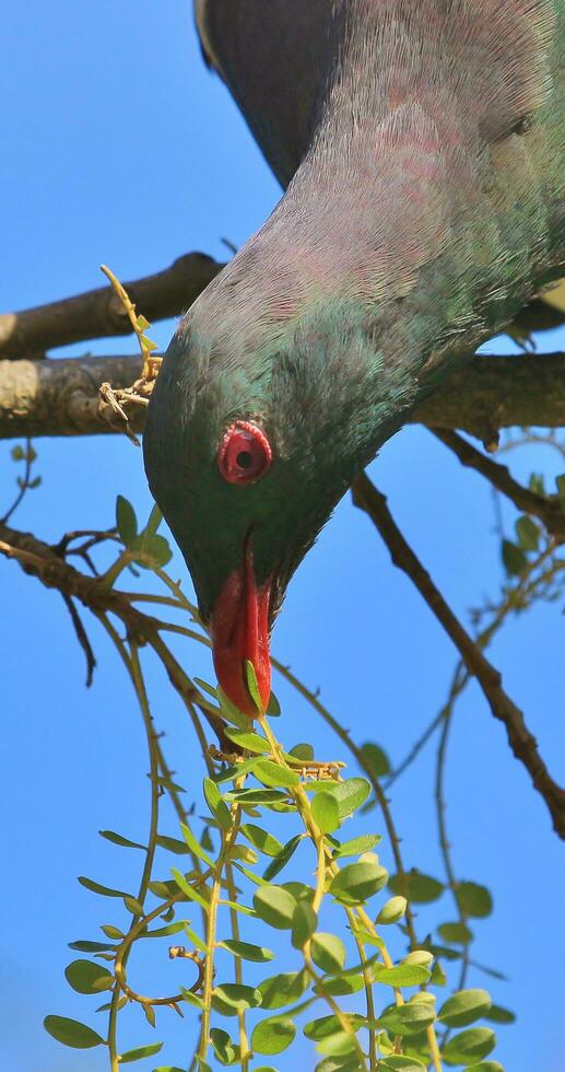 Kereru New Zealand Pigeon photo