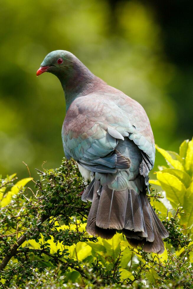 Kereru nuevo Zelanda Paloma foto