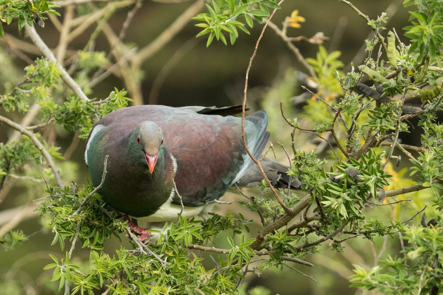 Kereru New Zealand Pigeon photo