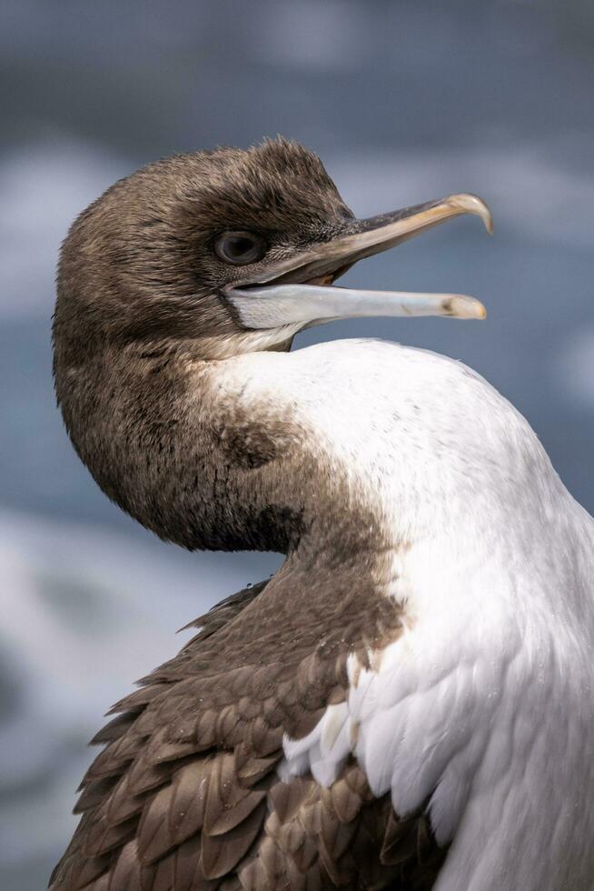 Otago Shag in New Zealand photo